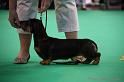 Crufts2011_2 1414